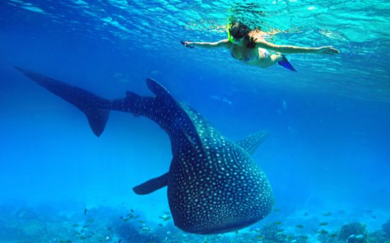 Whale Shark Snorkel